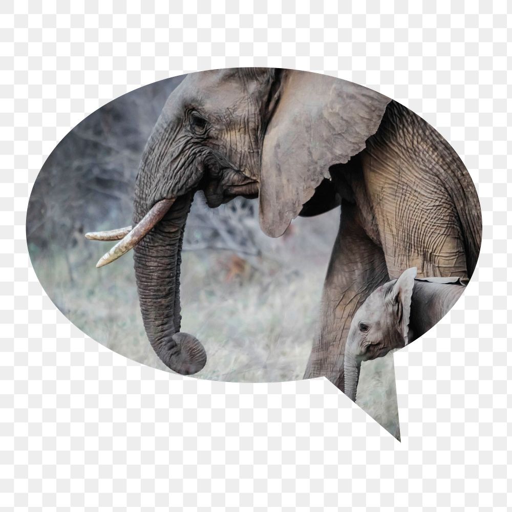 Png mother, baby elephants badge sticker, animal photo in speech bubble, transparent background