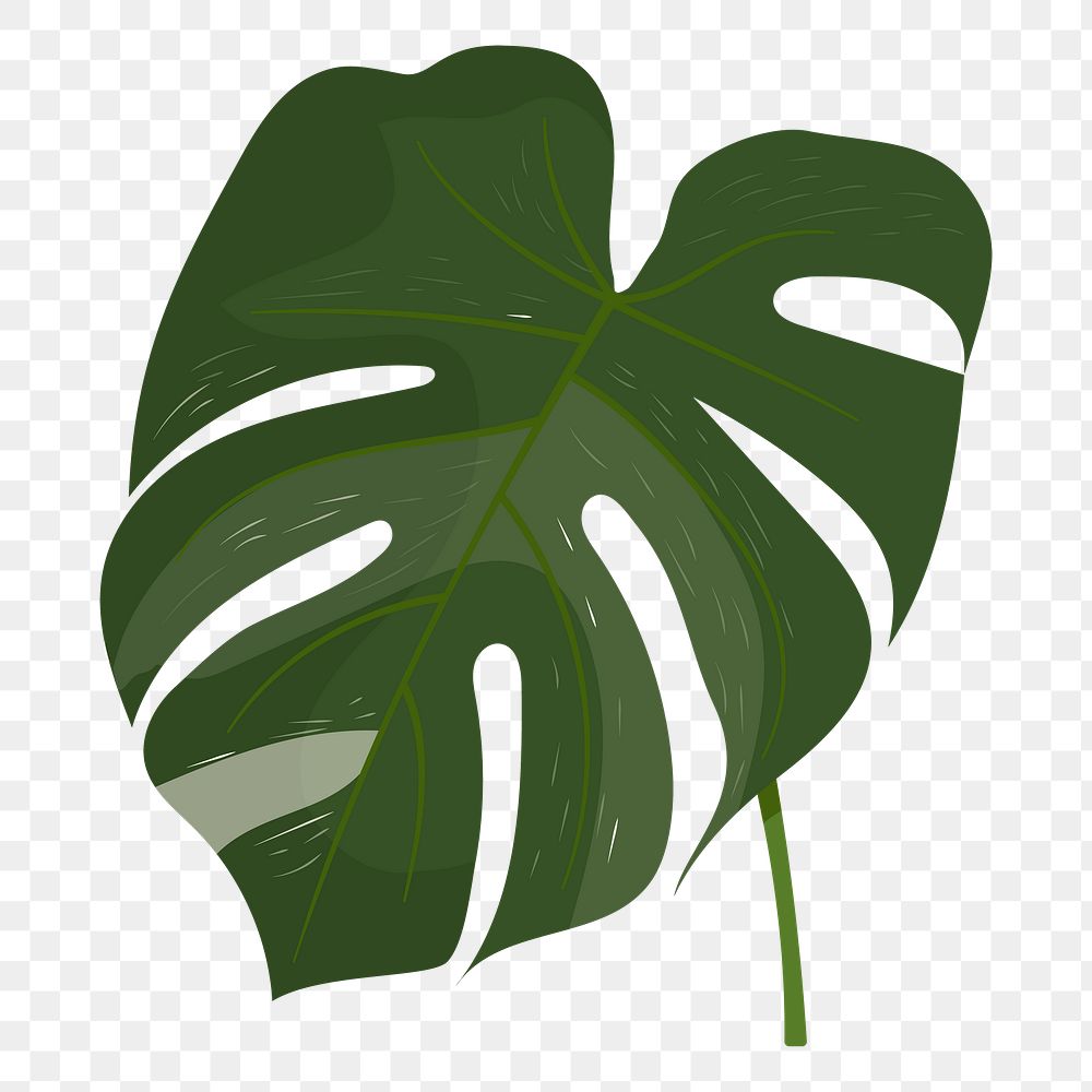 Monstera leaf png sticker, cute illustration, transparent background