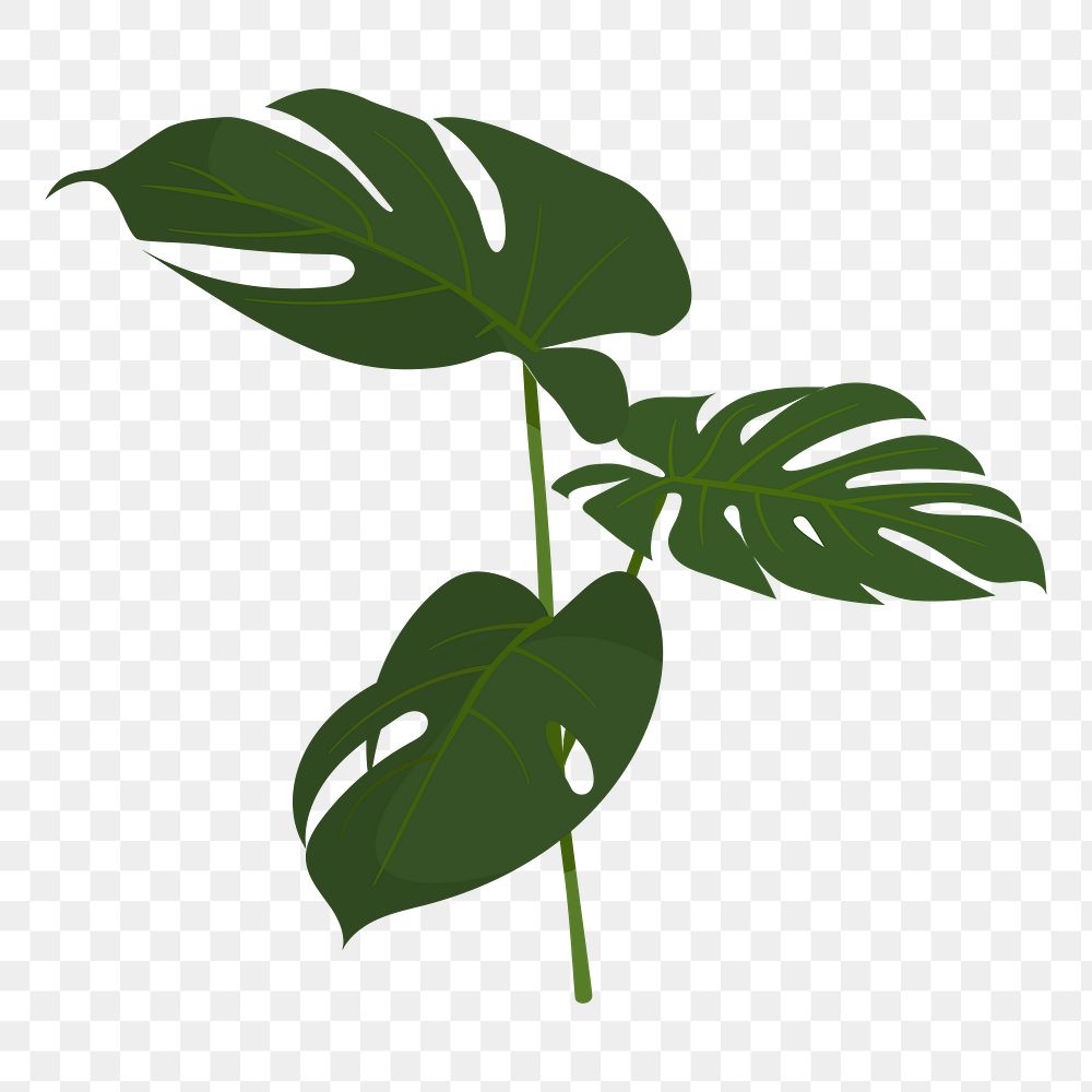 Monstera leaf png sticker, cute illustration, transparent background