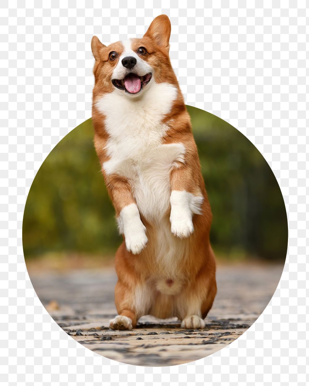 Dog png badge sticker, Welsh Corgi in circle shape photo, transparent background