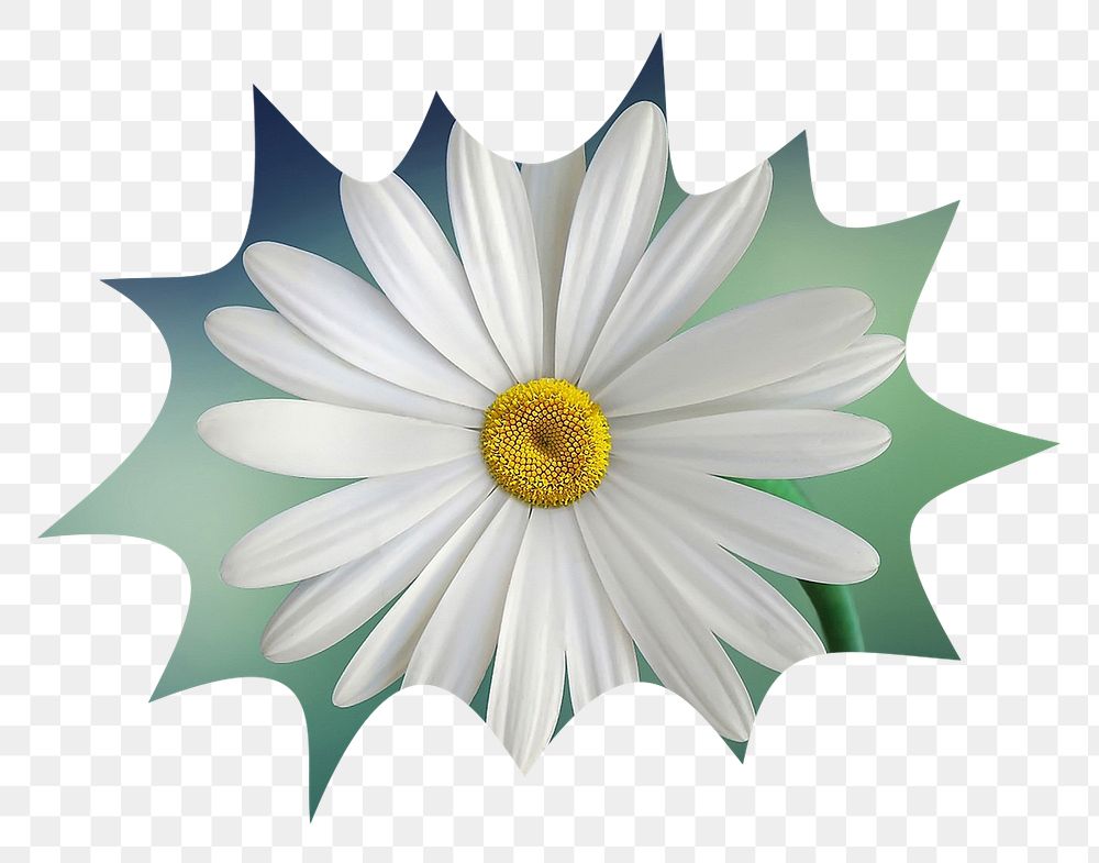 White daisy png flower badge sticker, Spring photo in bang shape, transparent background 