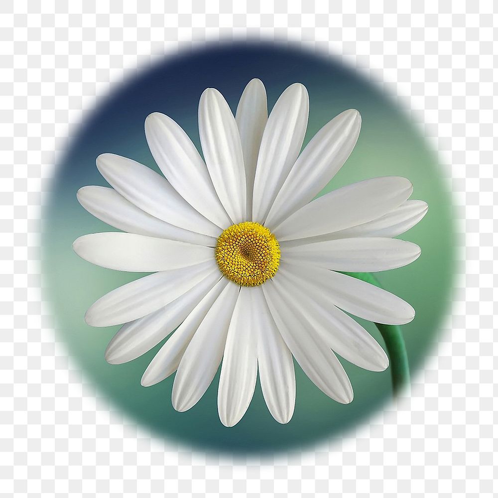 White daisy png flower badge sticker, Spring photo in soft edge circle, transparent background