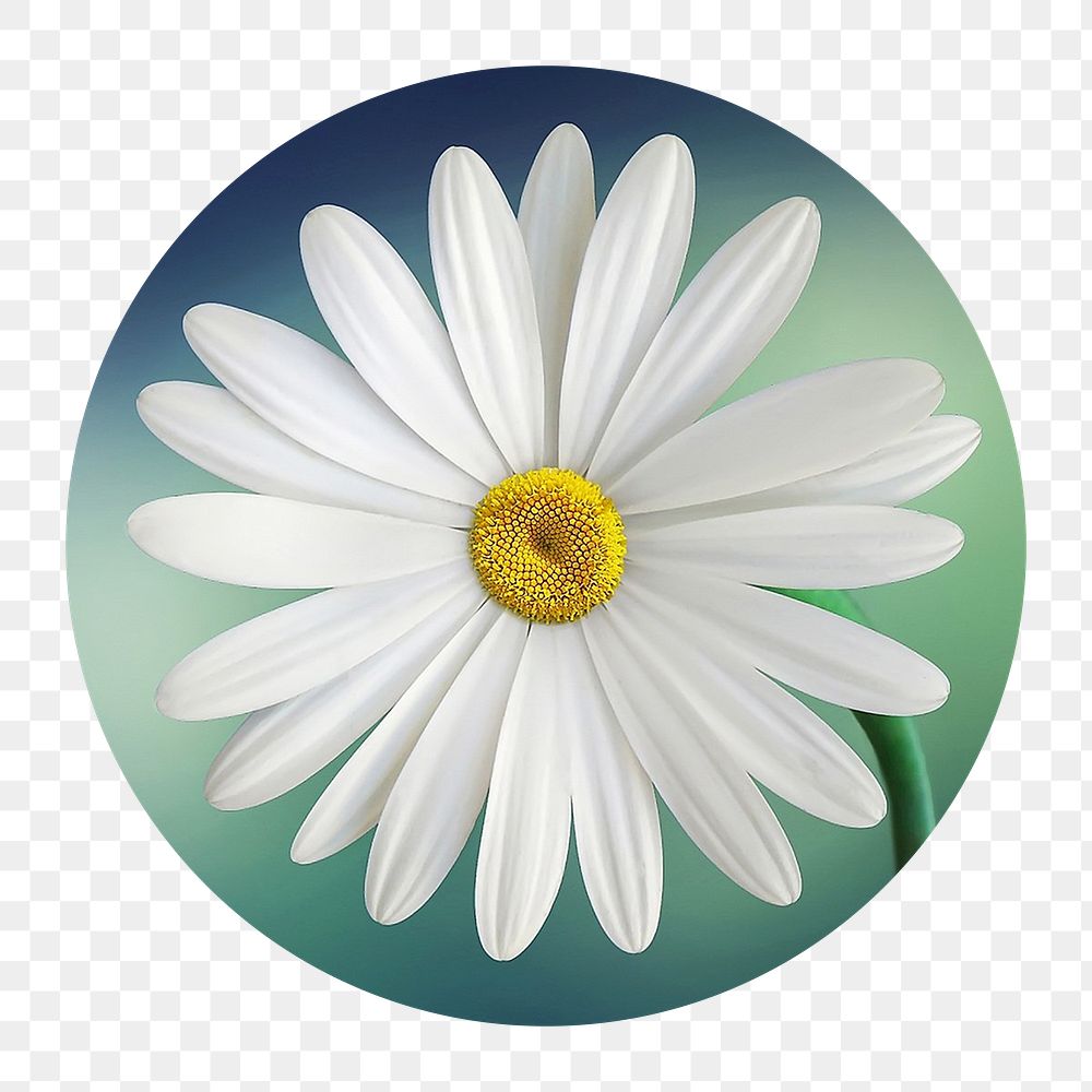 White daisy png flower badge sticker, Spring photo, transparent background