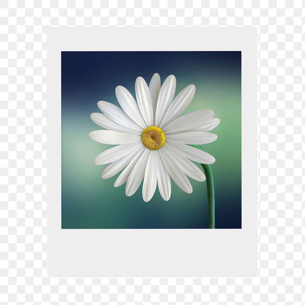 White daisy png flower sticker, Spring photo  instant photo, transparent background