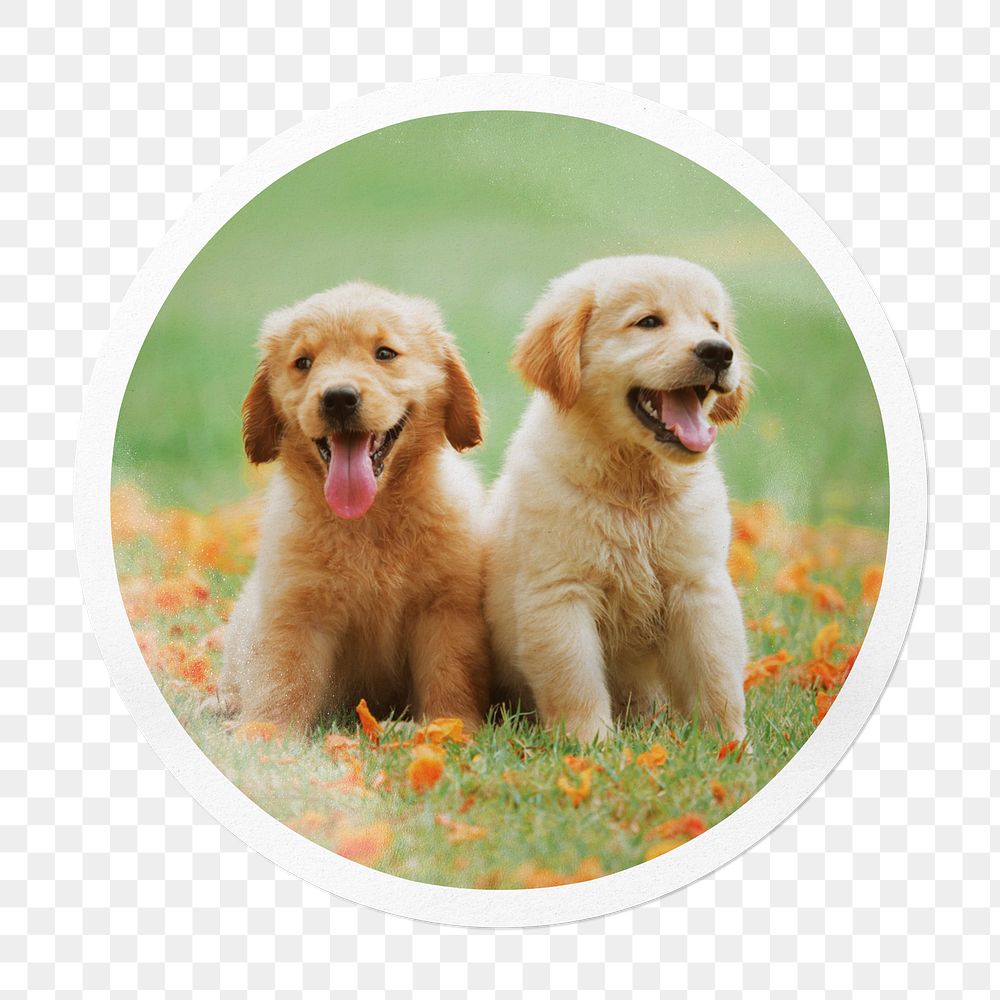 Golden Retriever png puppies sticker, pet in circle frame, transparent background
