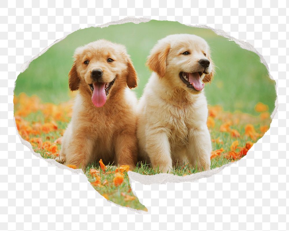 Golden Retriever png pet puppies sticker, ripped paper speech bubble, transparent background