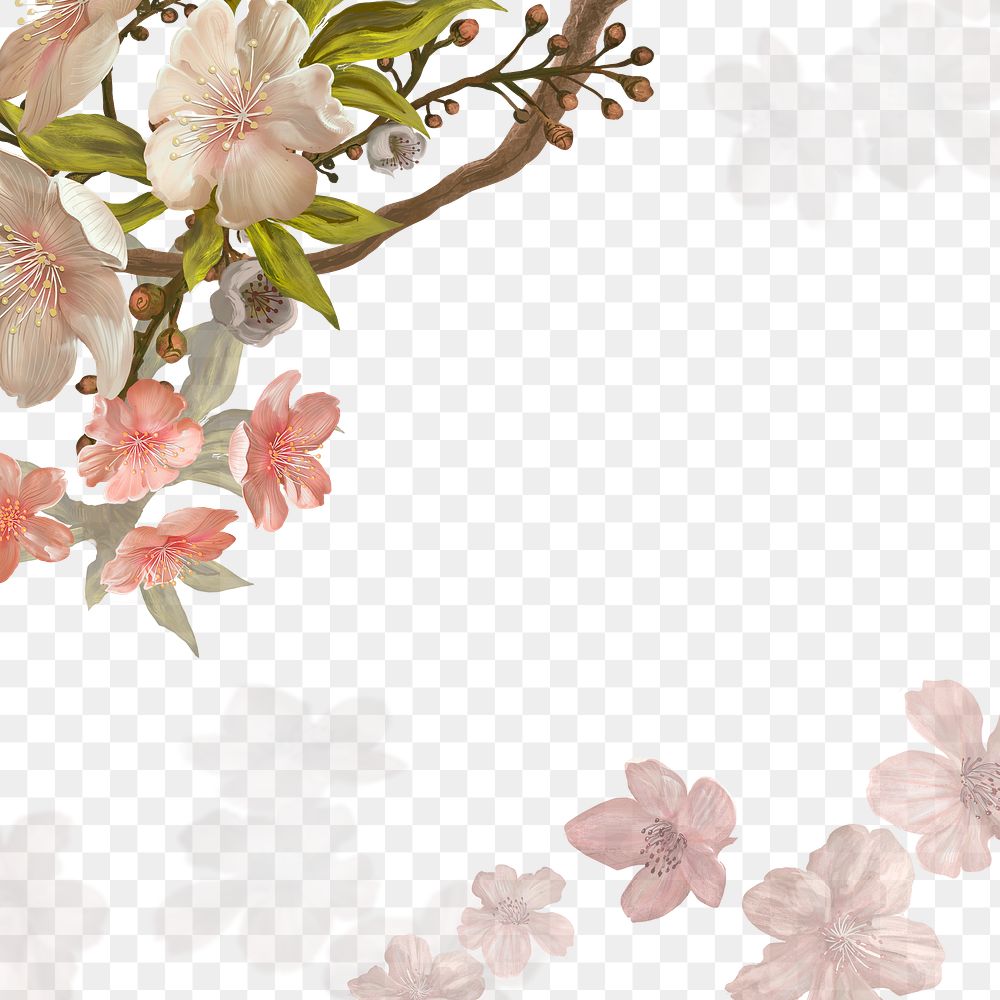 Cherry blossom png transparent background, flower border 