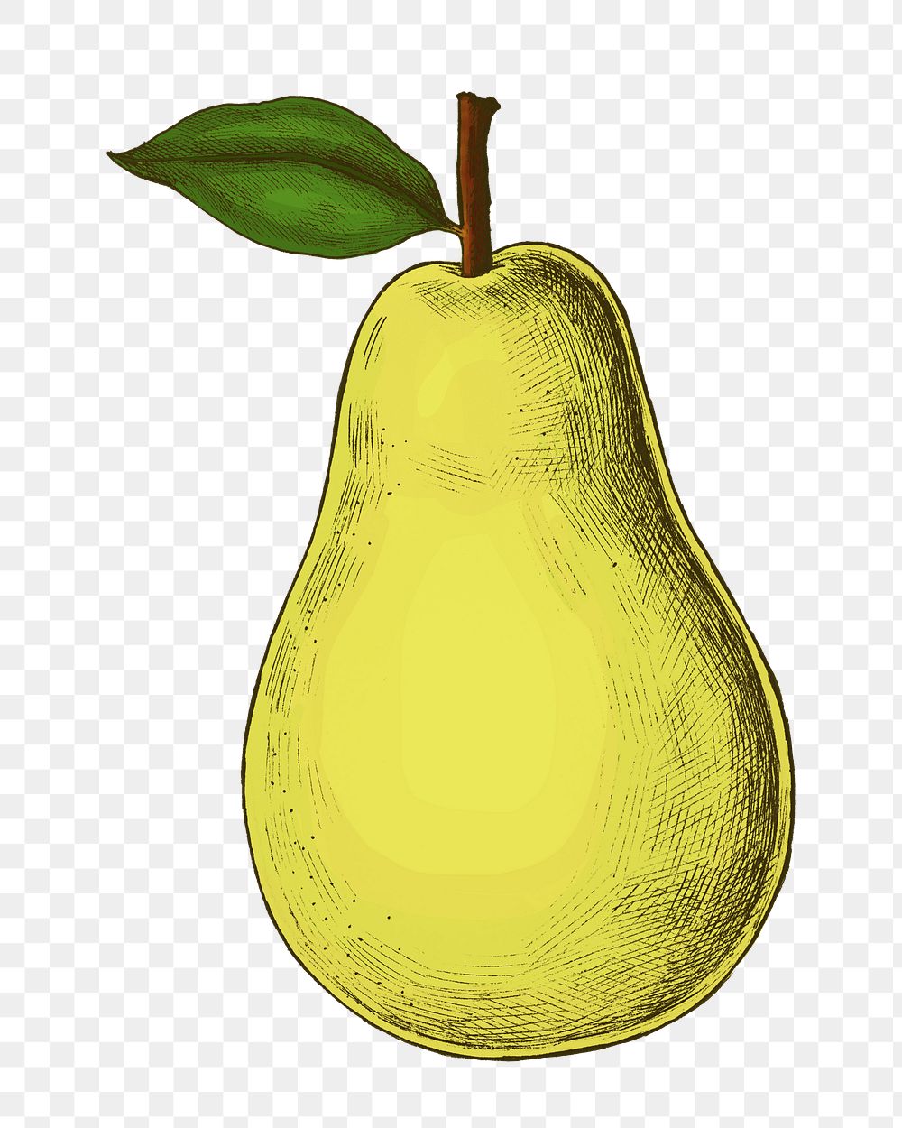 Pear png illustration sticker, fruit design in transparent background