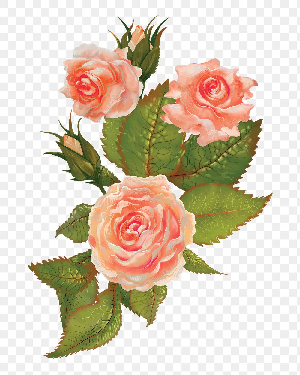 Rose png flower sticker illustration, transparent background