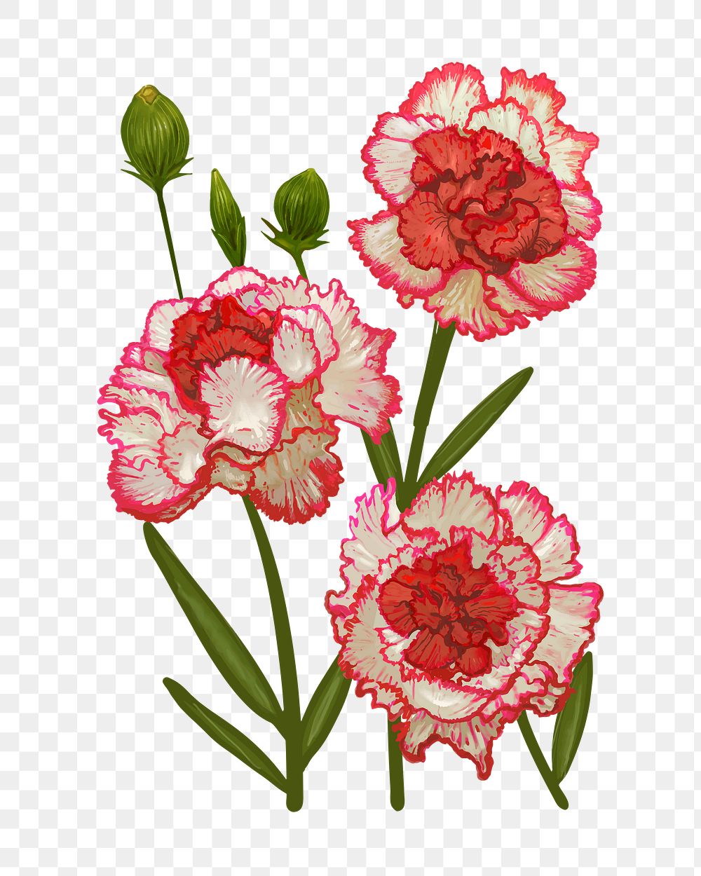 Carnations png flower sticker illustration, transparent background