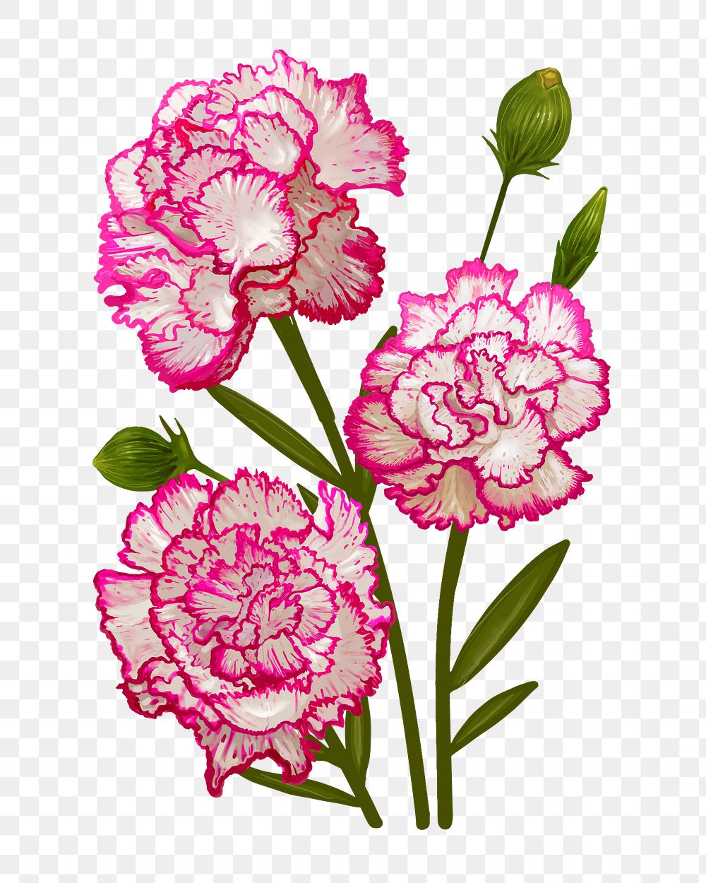 Carnations png flower sticker illustration, transparent background
