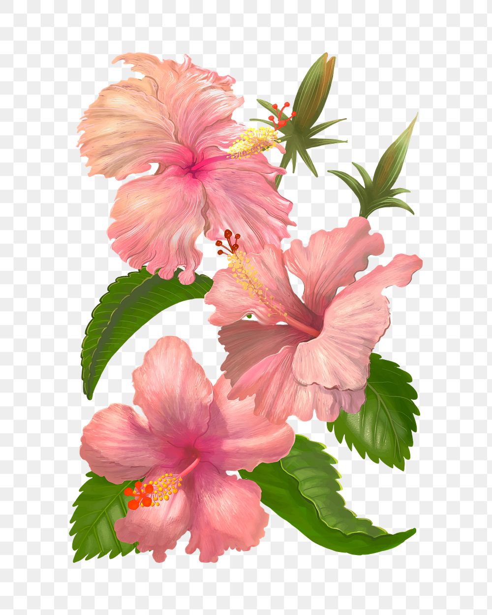 Hibiscus png flower sticker illustration, transparent background