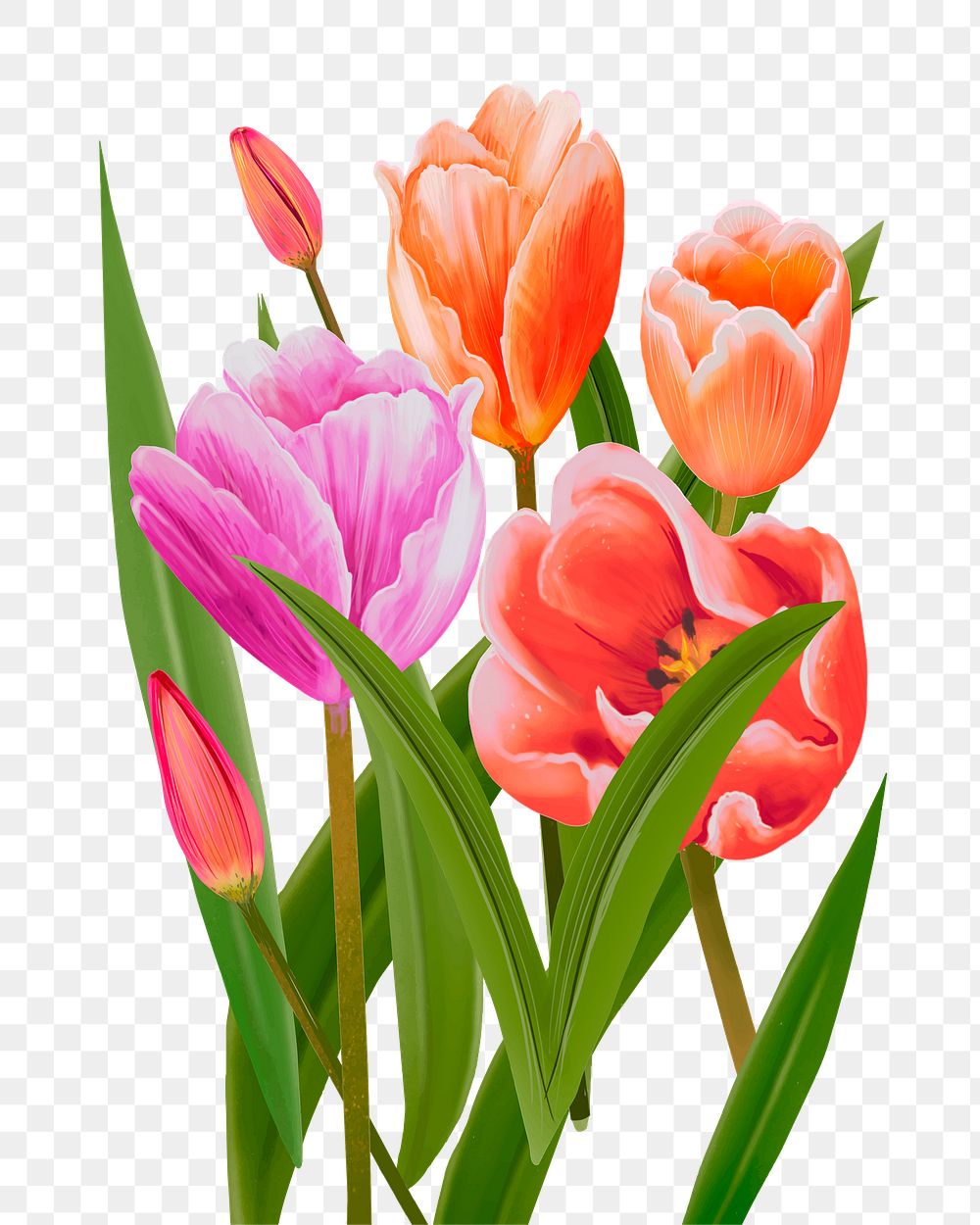 Tulips png flower sticker illustration, transparent background