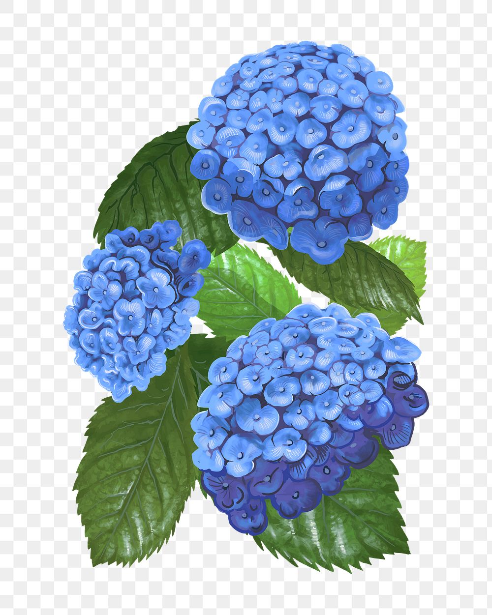 Hydrangea png flower sticker illustration, transparent background