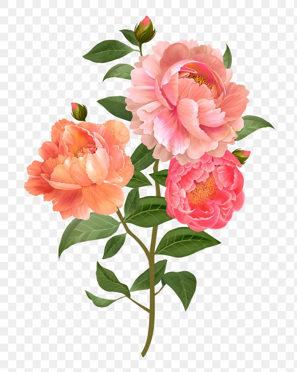 Peonies png flower sticker illustration, transparent background