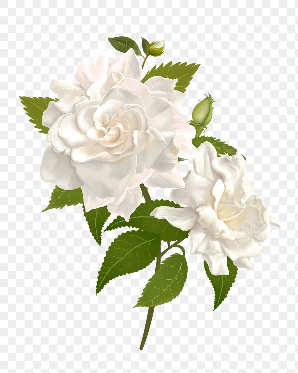 White rose png flower sticker illustration, transparent background