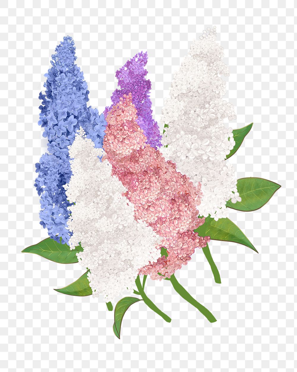 Lilacs png flower sticker illustration, transparent background