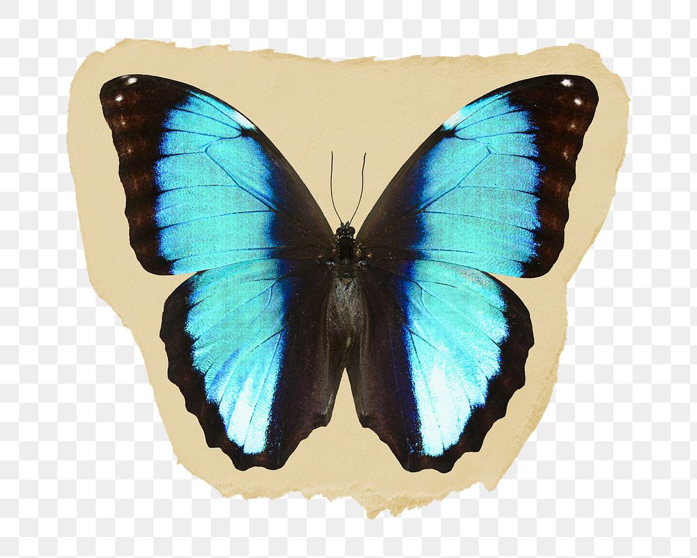 Blue butterfly png ripped paper sticker, aesthetic insect graphic, transparent background