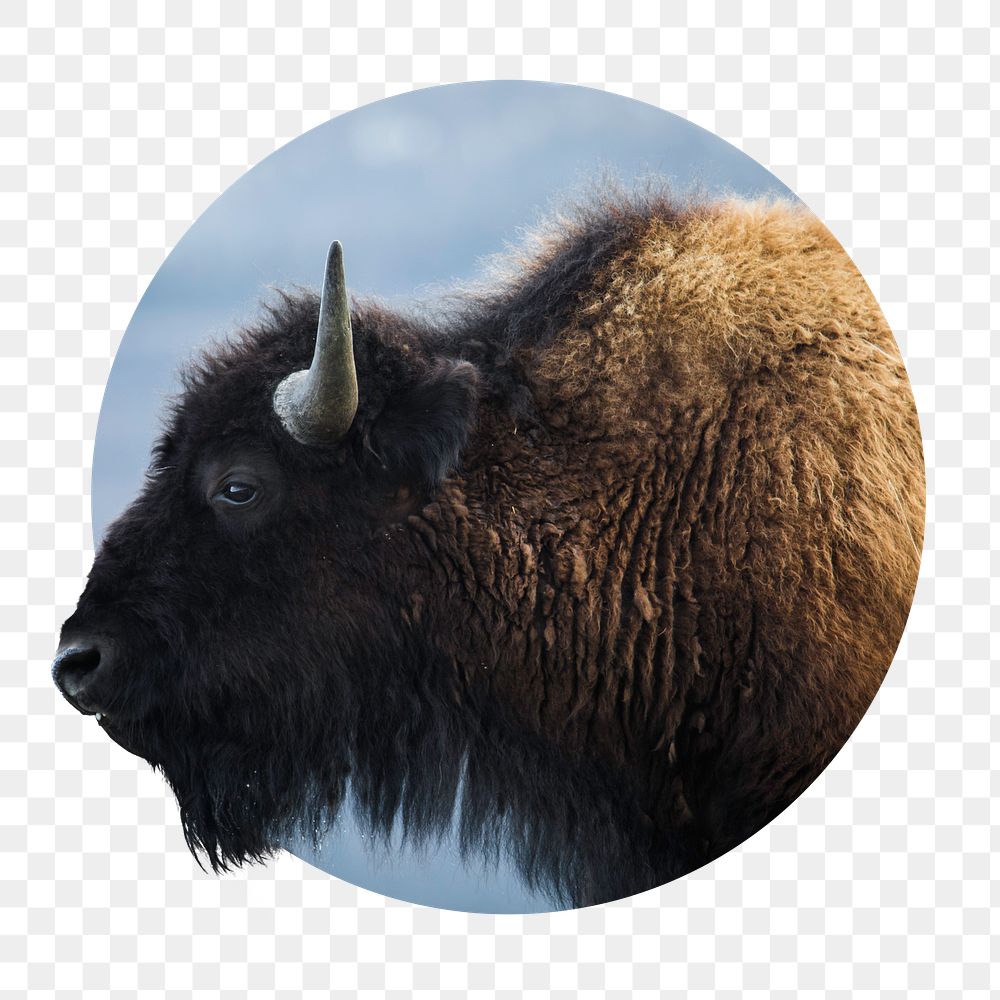 Bison png sticker, animal photo badge, transparent background