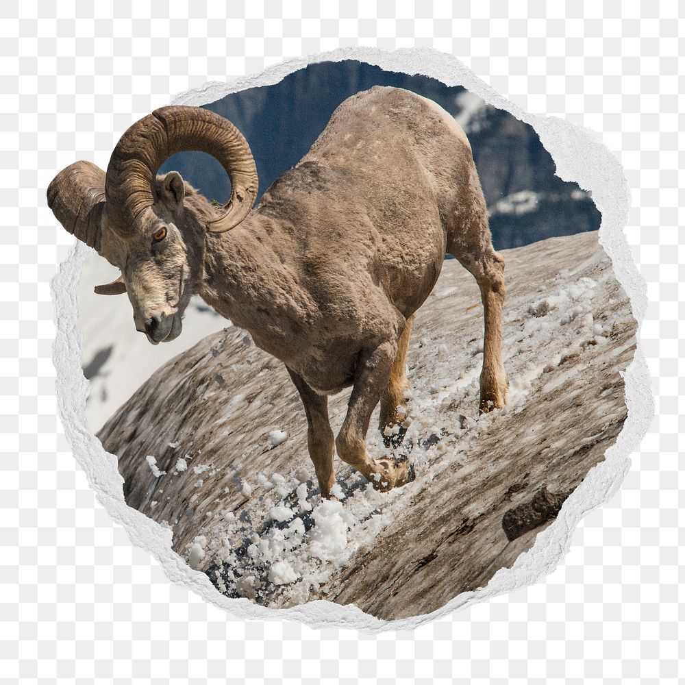 Png bighorn sheep sticker, animal in ripped paper photo badge, transparent background