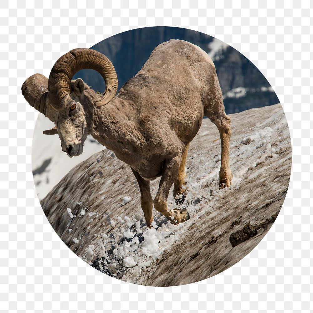 Png bighorn sheep sticker, animal photo badge, transparent background