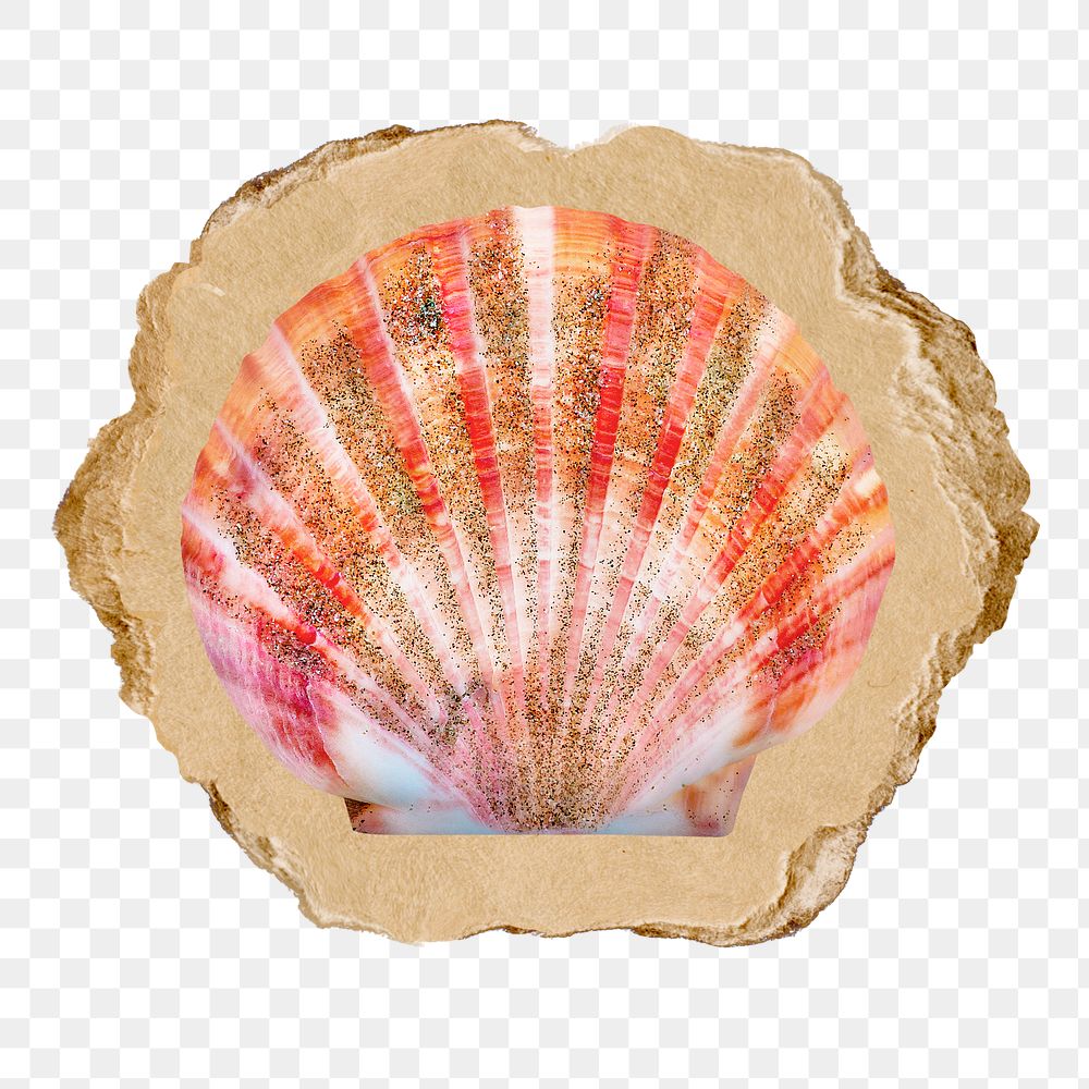 Scallop shell png sticker, ripped paper, transparent background