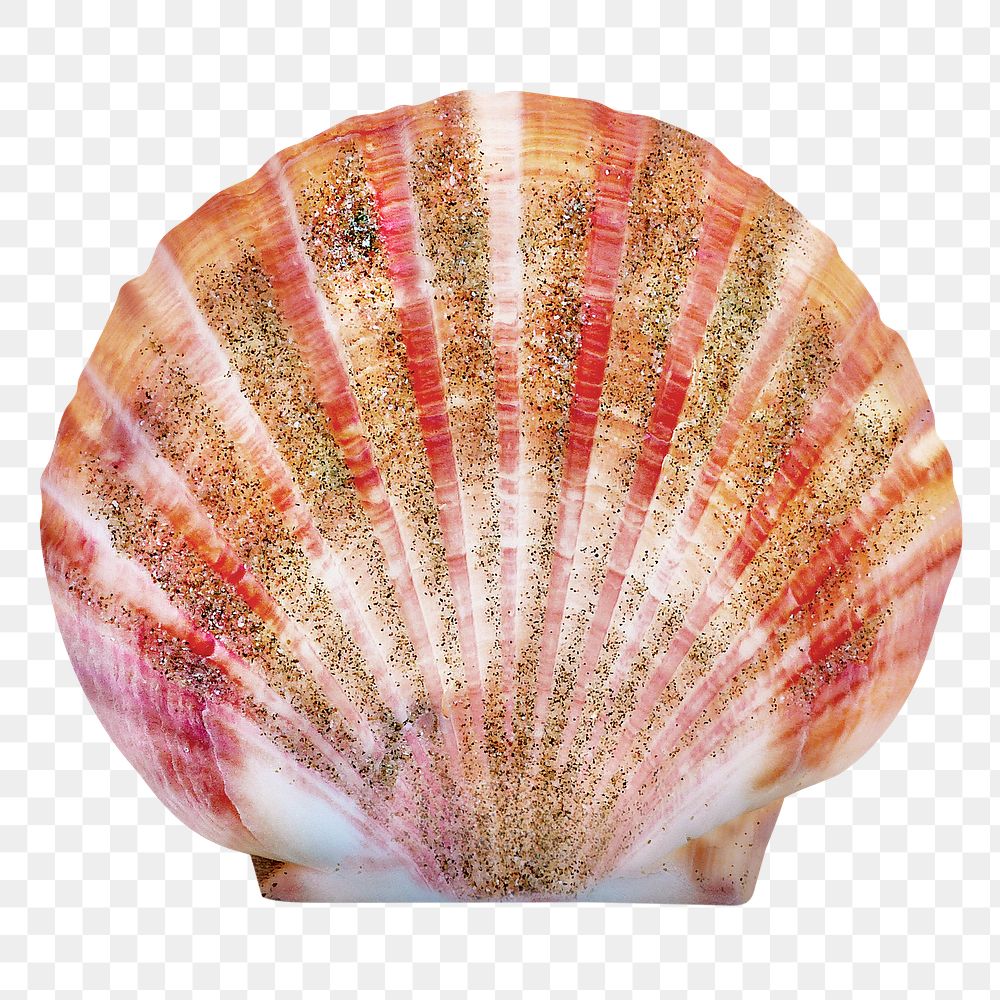 Scallop shell png sticker, marine life image, transparent background