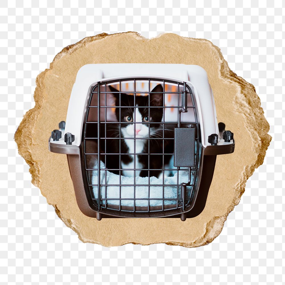 Caged kitten png sticker, ripped paper, transparent background