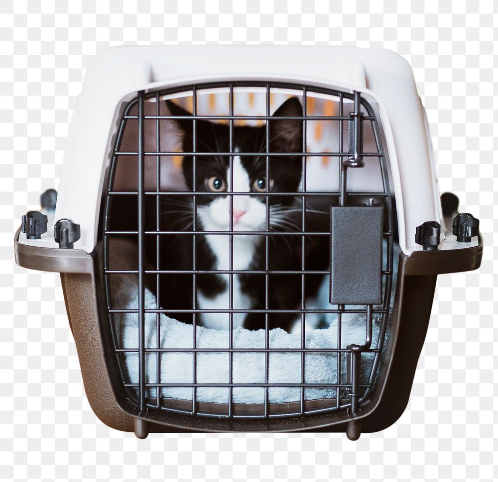 Caged kitten png sticker, pet image, transparent background