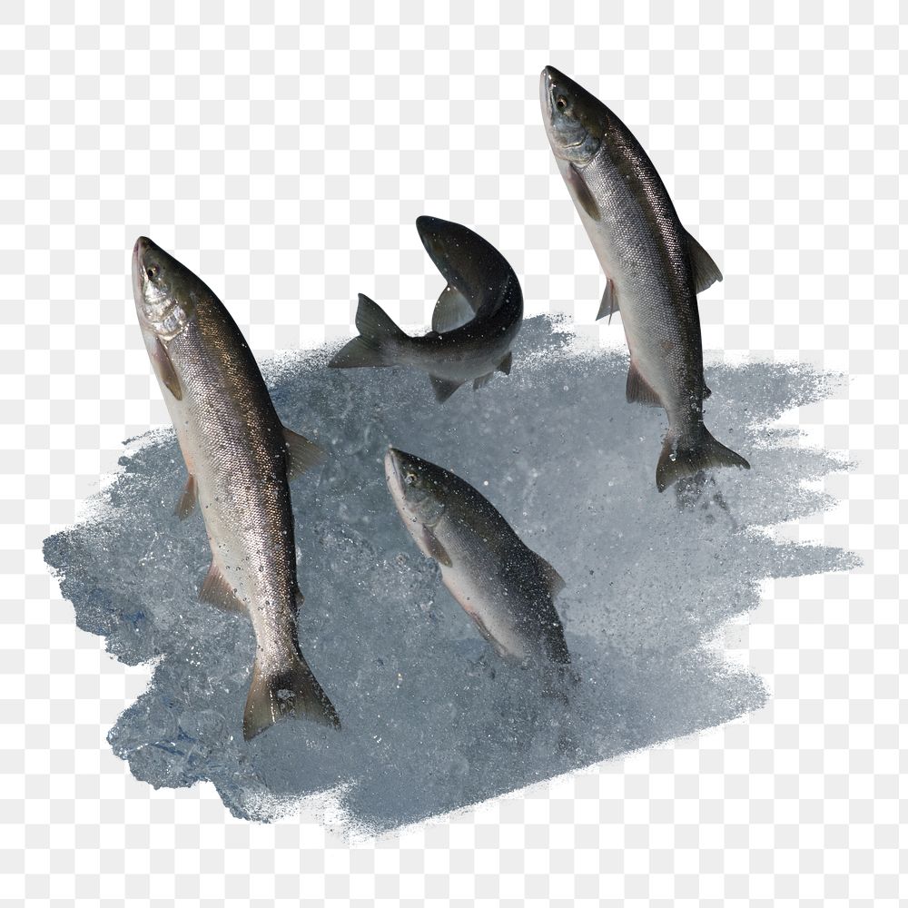 PNG Salmon attempting to jump waterfall, collage element, transparent background