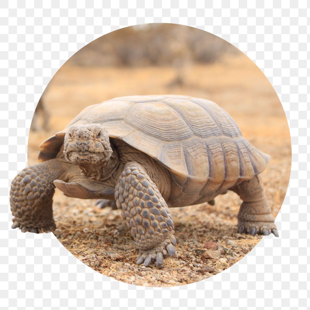 Desert tortoise png sticker, wildlife photo badge, transparent background
