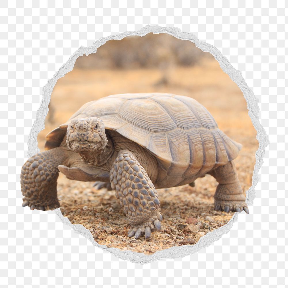 Desert tortoise png sticker, wildlife photo in ripped paper badge, transparent background