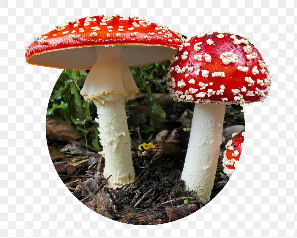 Poisonous mushroom png badge sticker, plant photo, transparent background