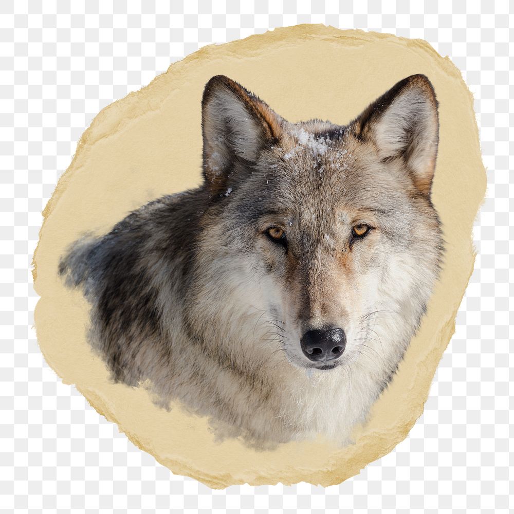 White wolf png wild animal sticker, ripped paper, transparent background