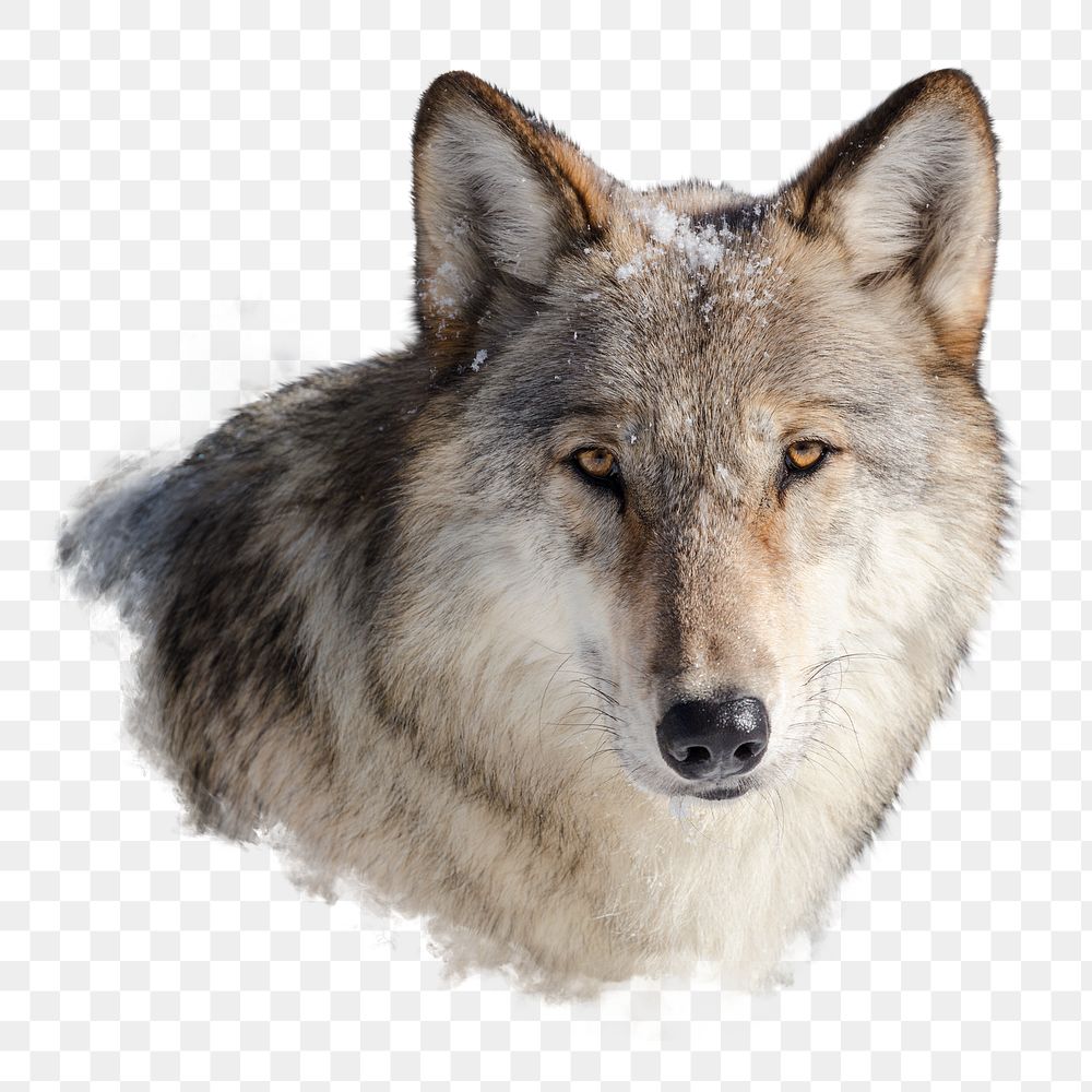 White wolf png wild animal sticker, animal, transparent background