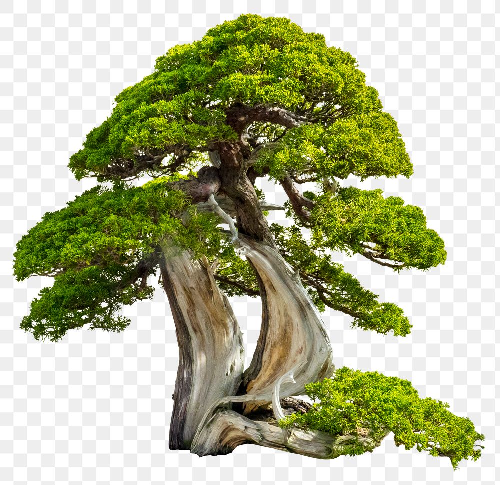 Japanese bonsai png tree sticker, houseplant image, transparent background
