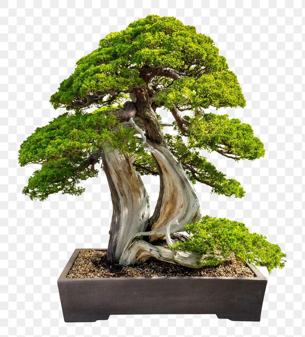Japanese bonsai png tree sticker, houseplant image, transparent background