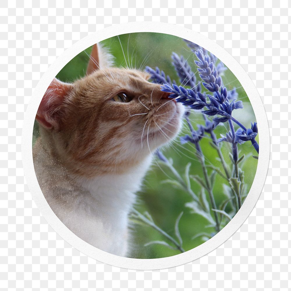 Cat png smelling spring flower sticker, circle frame, transparent background