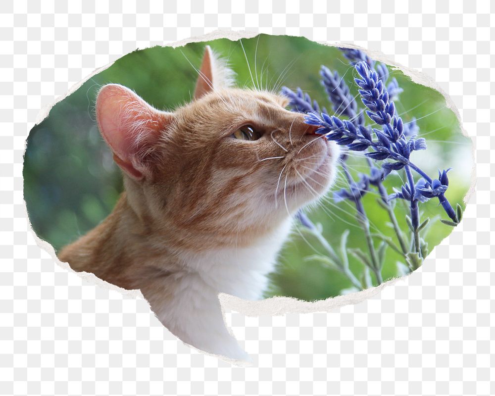 Cat png smelling Spring flower sticker, ripped paper speech bubble, transparent background