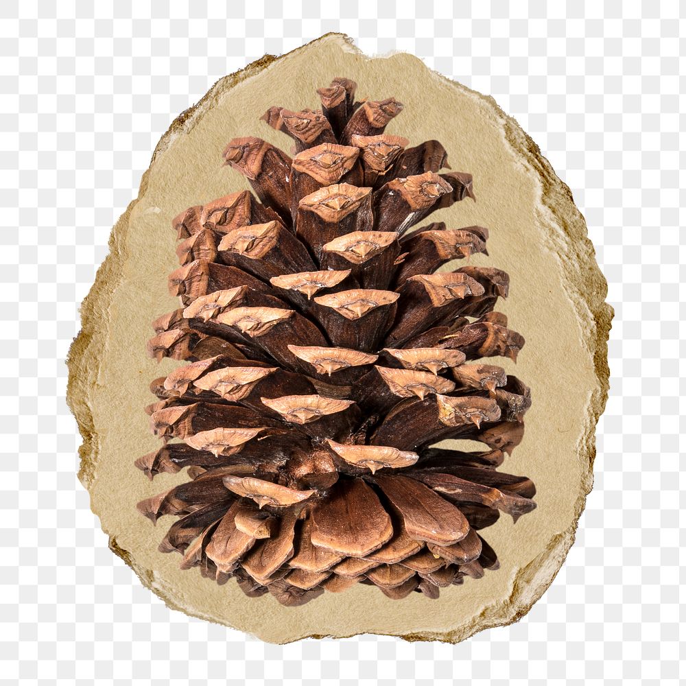 Pine cone png ripped paper sticker, Christmas decor, transparent background