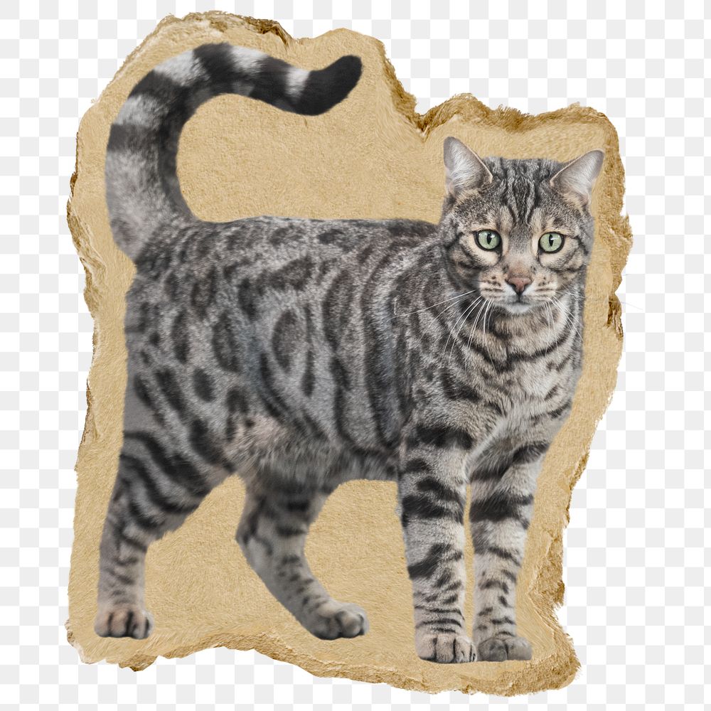 Cute cat png sticker, ripped paper, transparent background