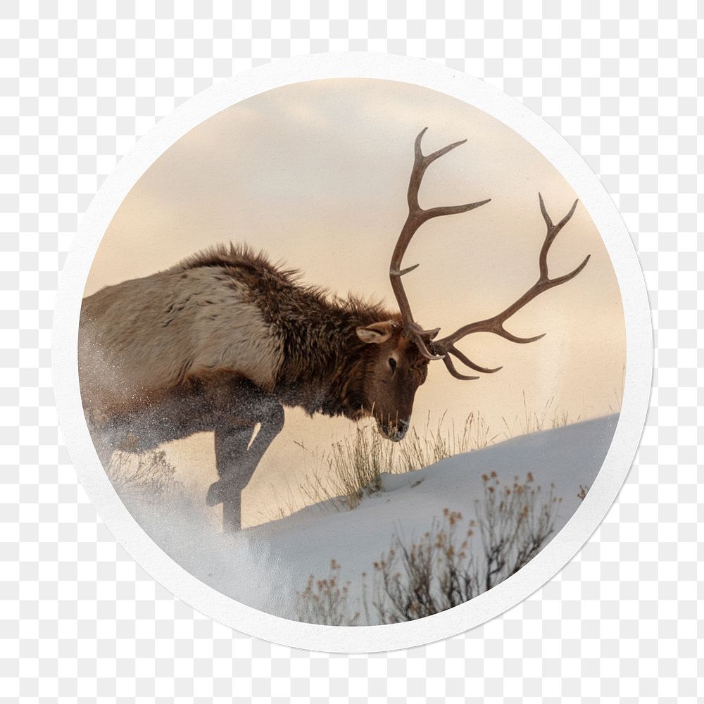 Elk png sticker, wildlife in circle frame, transparent background