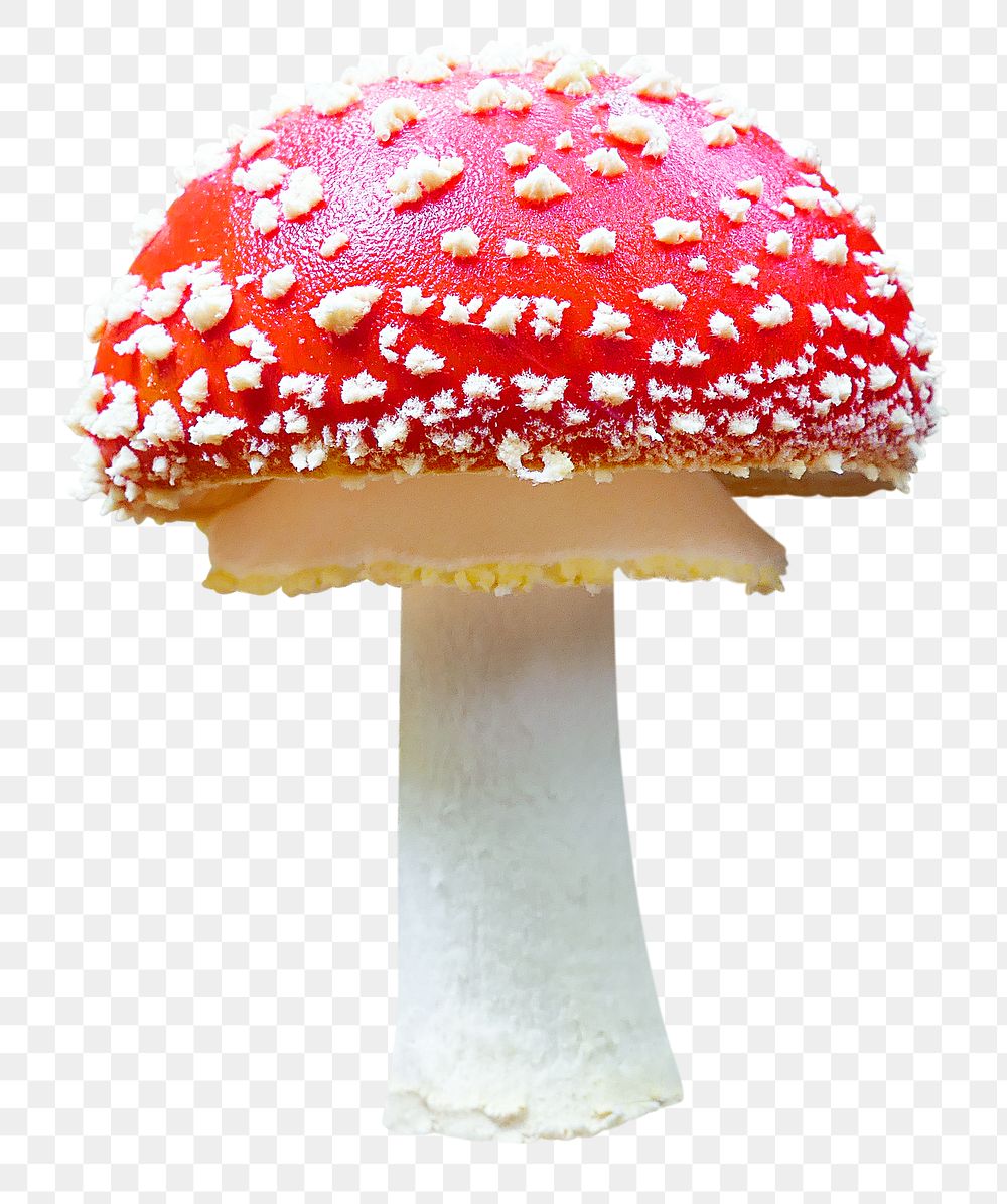 Poisonous mushroom png sticker, plant image, transparent background