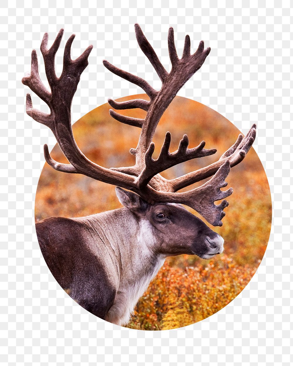 Caribou png sticker, wildlife photo badge, transparent background