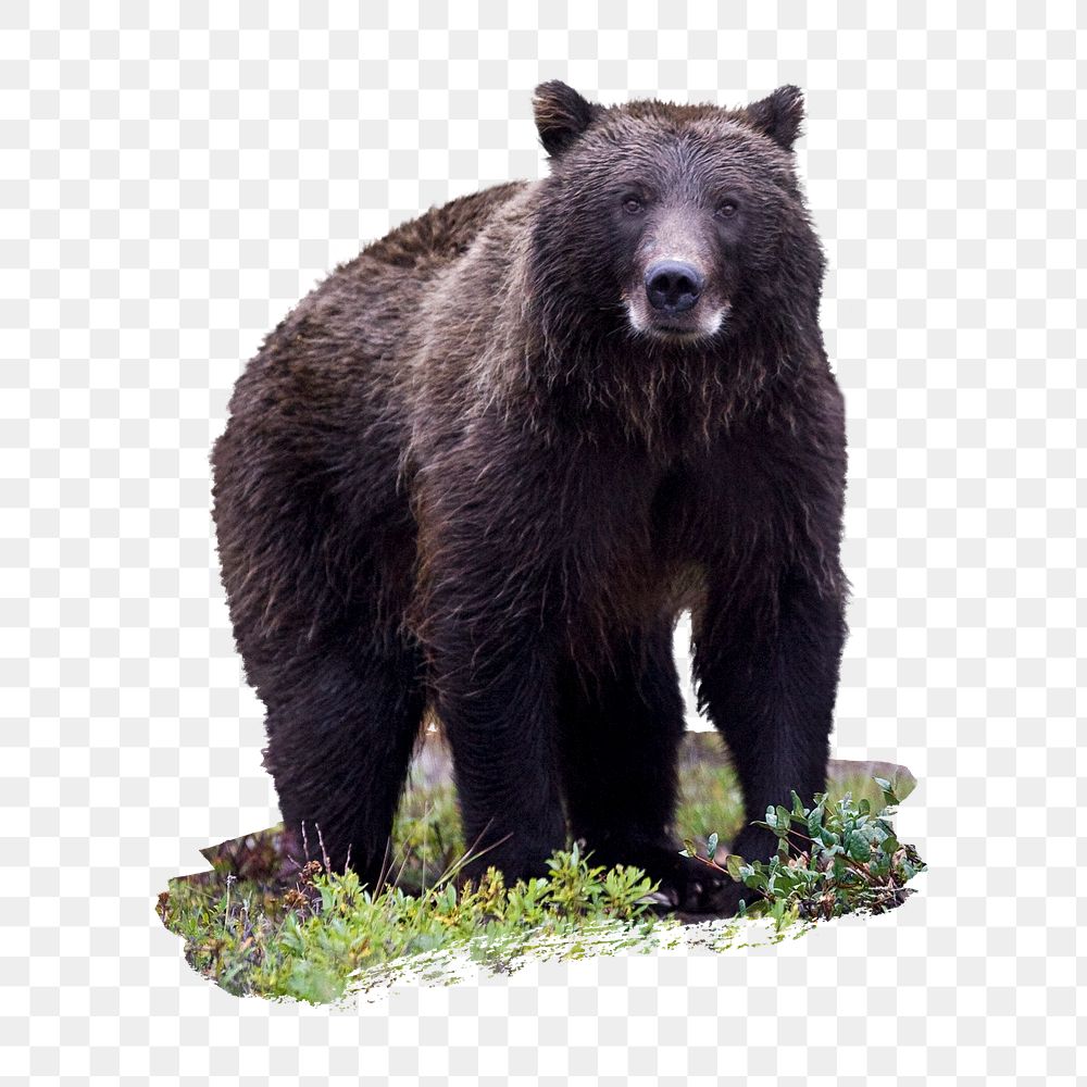 PNG dark grizzly, collage element, transparent background