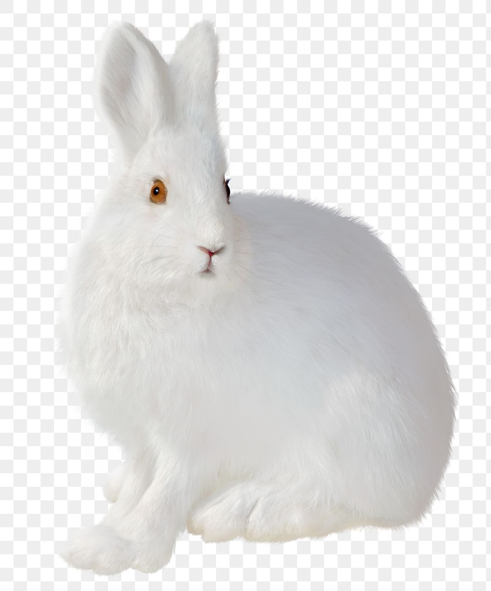 White rabbit png sticker, animal cut out, transparent background