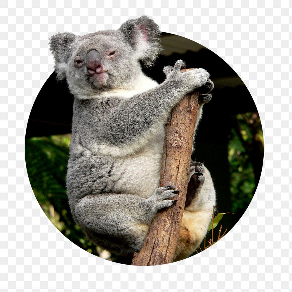 Koala png sticker, bear photo badge, transparent background