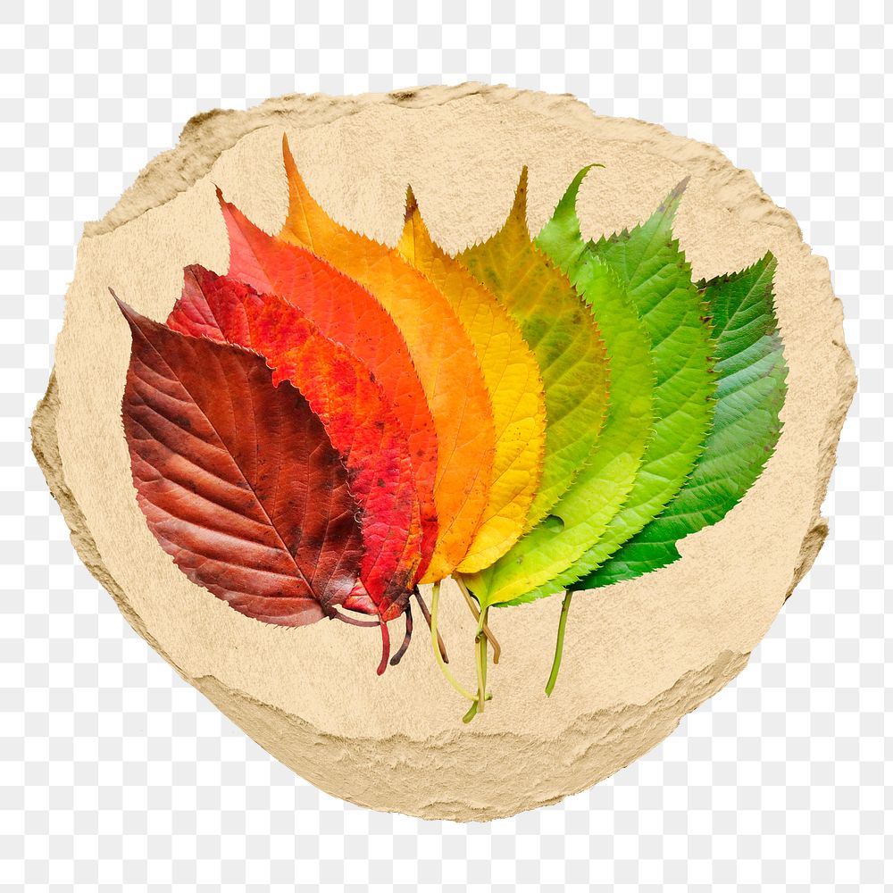 Autumn leaves png ripped paper sticker, seasonal aesthetic graphic, transparent background