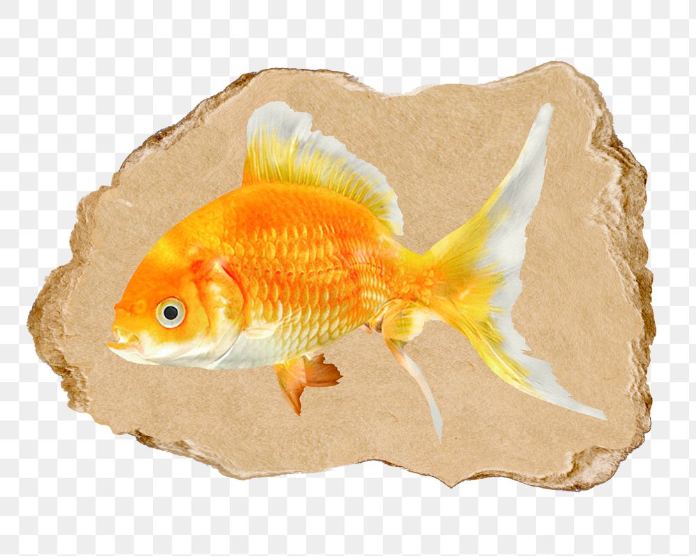 Goldfish png sticker, ripped paper, transparent background