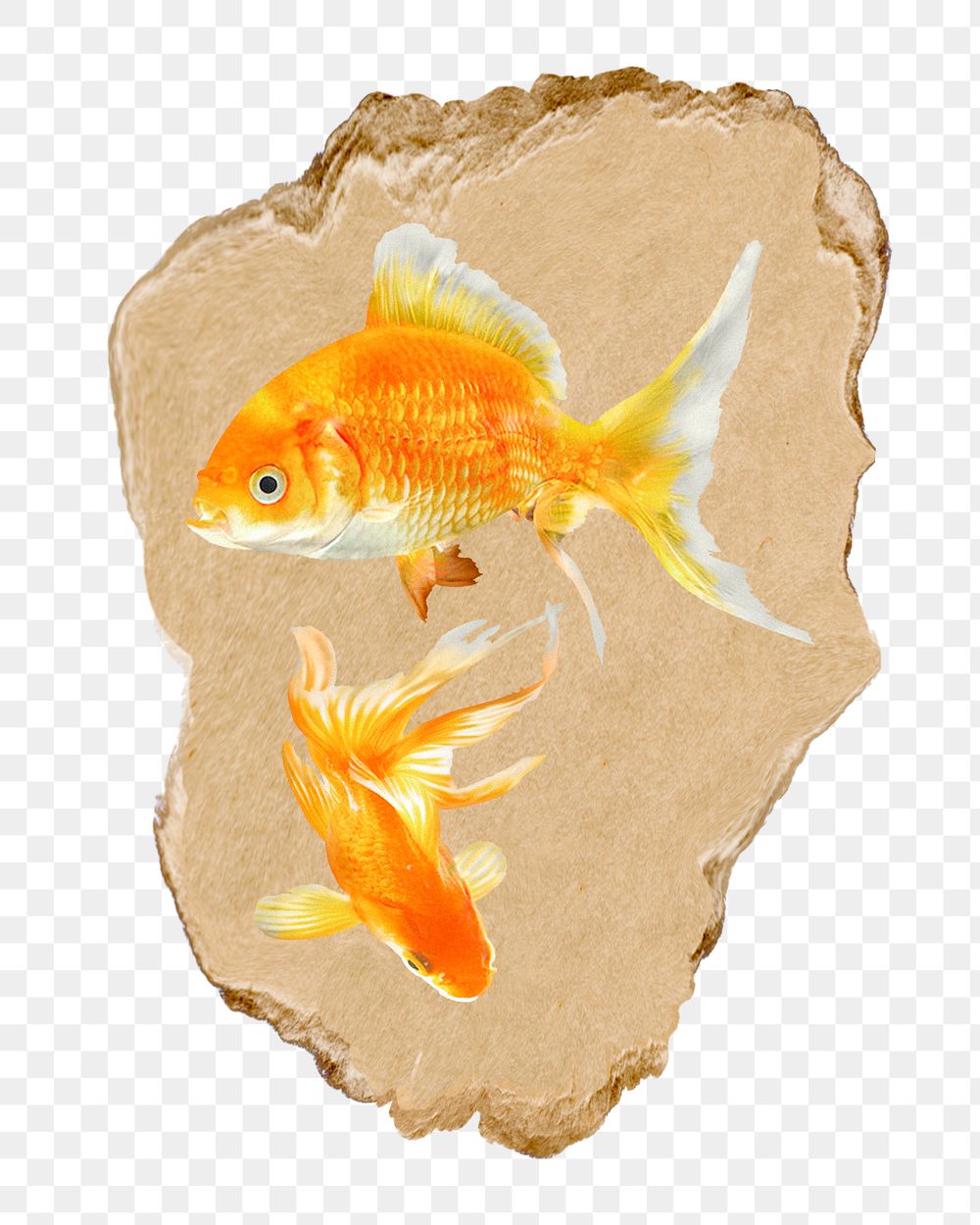 Goldfish png sticker, ripped paper, transparent background